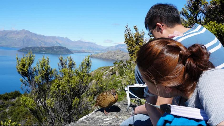 Discover the raw beauty of Lake Wanaka's magical Mou Waho Island by way of a luxury cruise and guided Nature Walk...